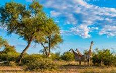 Kruger National Park tours are fascinating and adventurous tours giving you a chance to learn about the park’s and its animal’s history.