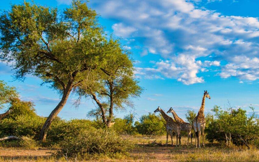 Kruger National Park tours are fascinating and adventurous tours giving you a chance to learn about the park’s and its animal’s history.